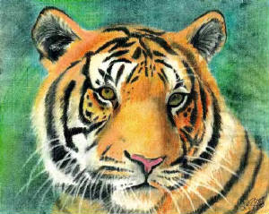 tiger.jpg