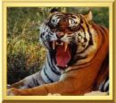 roaringtiger.jpg